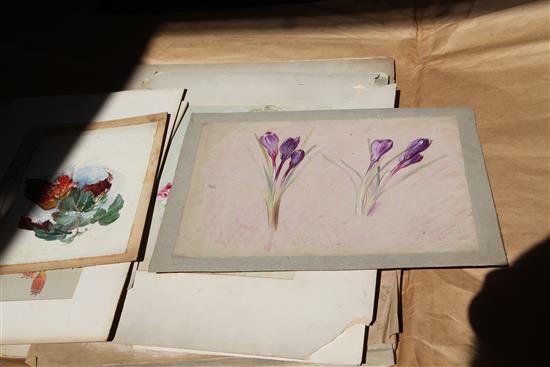 William Shackleton (1872-1933) Botanical studies Largest 20 x 15in. unframed.